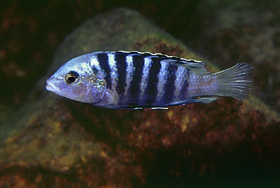 Labidochromis caeruleus 'Lundo Island'